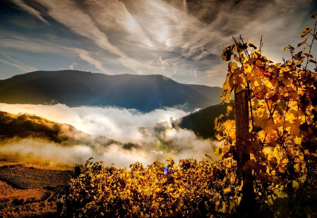 Apartamento Weingut Donabaum "In Der Spitz" Spitz an der Donau Exterior foto